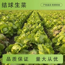 江苏淮安意大利生菜 货源充足 品质保证 供全国商超