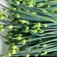 新鲜韭苔大量供应，一手货源，大量有货，辽宁发