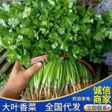 商丘李爽蔬菜店