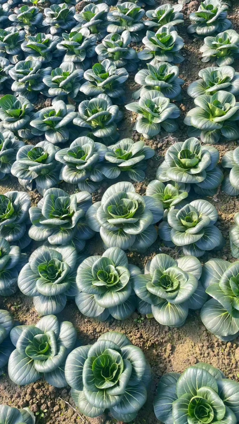 江苏南通忠洋蔬菜直发