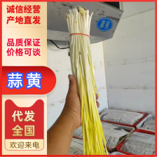 蒜黄 水黄 大量上市 产地直销  质量保证 代发全国