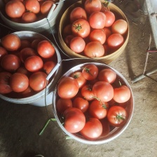 硬粉<font color=red>西红柿</font>，一天8万斤，欢迎朋友前来