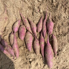 河北红薯丝滑 红瑶 榴莲蜜薯，红薯中的天花板