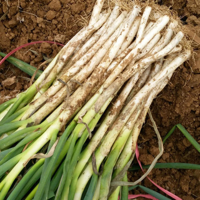 东升花卉苗木基地