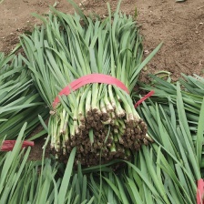 小拱棚韭菜 大叶韭菜 头茬大量上市，质量好，产地直供