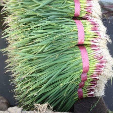 精品红根蒜苗，大量供应，济宁市金乡