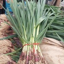 精品红根蒜苗，大量供应，济宁市金乡