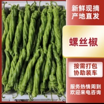 海南临高产地直发精品螺丝椒 价格便宜 质量保证 大量现货
