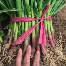 甘肃红跟蒜苗，一手货源，产地直供