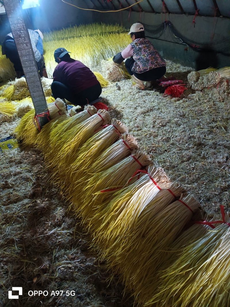 山东蒜黄〔精品〕头茬蒜黄/现割现装车/电商货市场商超均可