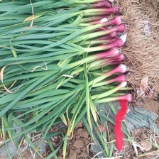 精品红根蒜苗，叶片厚绿，适合电商，超市，市场等