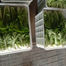 精品青菜，快菜，大量上市