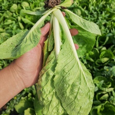 毛白菜《常年供应》快菜，小白菜，现货，阜阳太和县常年供应
