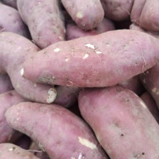 电商红薯，济薯26大量有货，产地一手