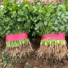 精品大叶<font color=red>香菜</font>，货源充足，欢迎来电咨询