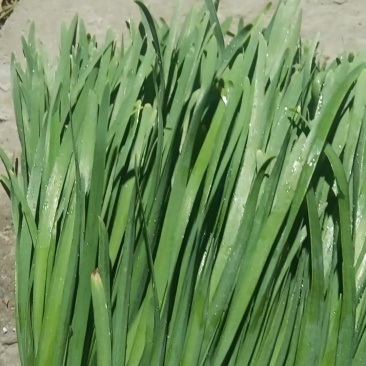 万亩基地韭菜大量供应