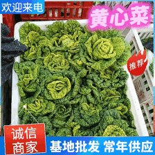 菊花心。全国发货专业团队。质量有保证。