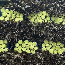 【优质商家】精品青皮莴笋   一手货源  支持视频看货