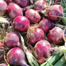 精品红葱头 毛葱 大量上市 品质保证 量大从优一手货源