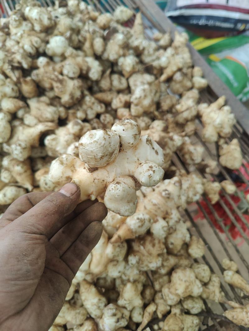 河北洋姜产地，大量供应洋姜，优质精品，货源充足