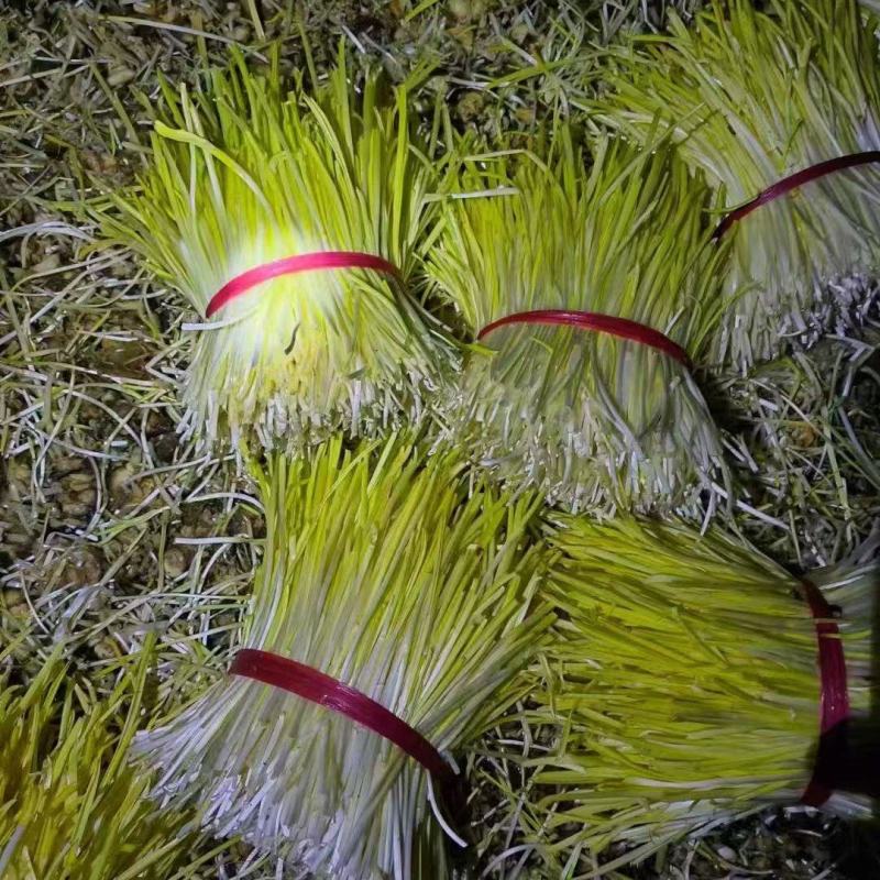 山东二茬蒜黄食堂货，一手货源，量大从优，可视频看货，诚信