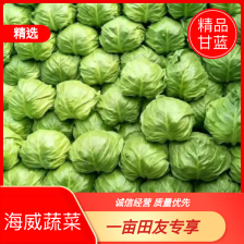 焦作精品甘蓝，一手货源，质量保证，可视频看货