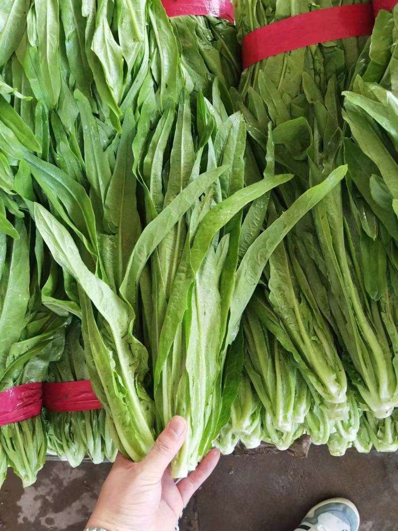 油麦菜 小油麦菜 永年蔬菜商超配车 社区团购 代收代发