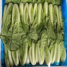 大量鲜货快菜，鲜货供应，基地直发，支持线上保障交易