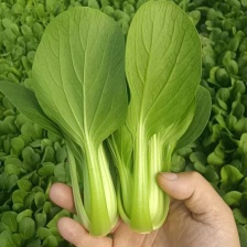 【好货推荐】山东曹县油菜，精品上海青，新鲜现货欢迎咨询