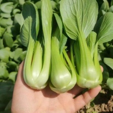 【好货推荐】山东曹县油菜，精品上海青，新鲜现货欢迎咨询