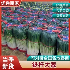 铁杆<font color=red>大葱</font>大量上市了对接市场档口量大从