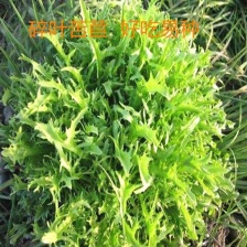 新民二德子蔬菜代收