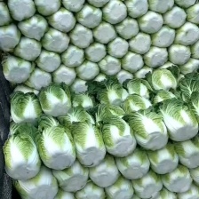北京三号大白菜，保证质量，适合冬储，产地代发全国。