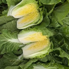 北京三号大白菜，保证质量，适合冬储，产地代发全国。