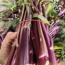 红菜苔 产地一手货源 市场 电商 可视频看货装货欢迎来电