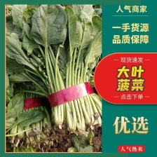 小叶菠菜 惠民麻店 两排 两排半 三排 精品