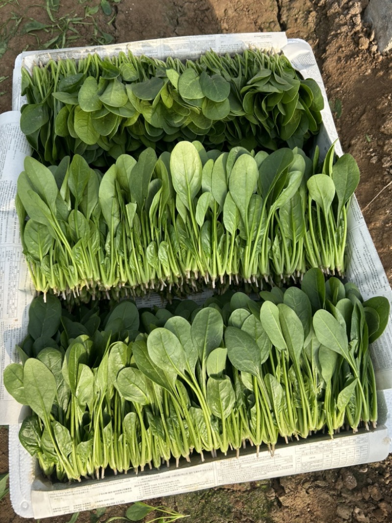 小叶菠菜 惠民麻店 两排 两排半 三排 精品