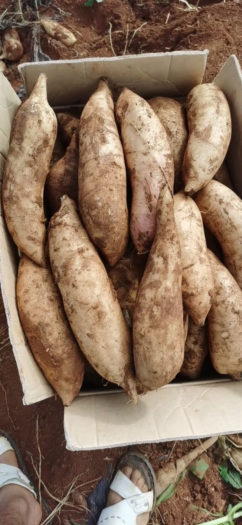 雪莲果一件代发