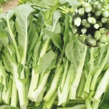 山东菜心一手货源（品种齐全）现货先发品质保证可视频看货