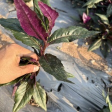 紫背菜 血皮菜 观音菜 颜色正 四川基地2025年5月