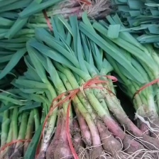 中牟蒜苗，根红窄叶，手工净。叶面厚，耐运输。耐存放。