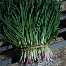 中牟蒜苗，根红窄叶，手工净。叶面厚，耐运输。耐存放。