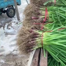 中牟蒜苗，根红窄叶，手工净。叶面厚，耐运输。耐存放。