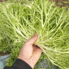 青州市何官镇国俊蔬菜购销