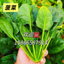 大量供应山东潍坊精品菠菜，一手货源，质优价廉代发全国各地