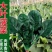 大量供应山东潍坊精品菠菜，一手货源，质优价廉代发全国各地