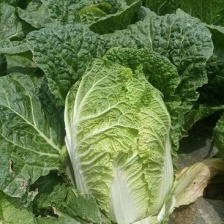 白菜大量供应，一万亩，市场货，电商货，商超货，社区团购货