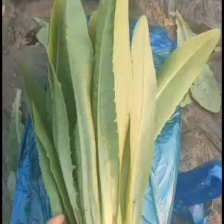 油麦菜精品油麦菜，各种精品叶菜大量上市。