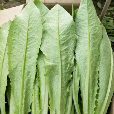 油麦菜精品油麦菜，各种精品叶菜大量上市。