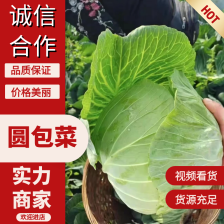 江西省抚州市广昌县甘蓝圆包